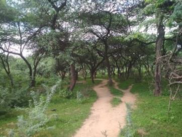 Tughlaqabad Biodiversity Park