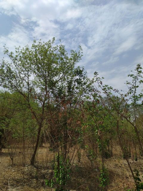 G8 Harinagar Protected Forest
