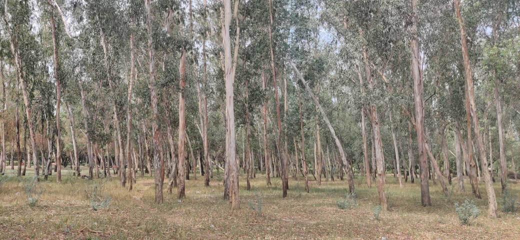 Sayed Nangloi Protected Forest