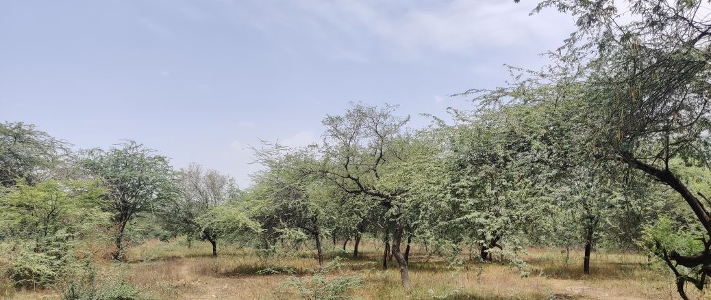 Sayed Nangloi Protected Forest