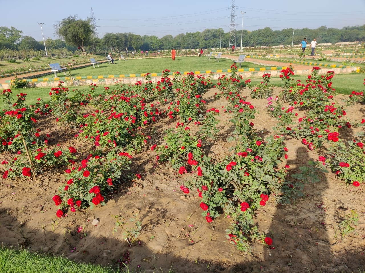 रोज़ गार्डन (गुलाब के उद्यान)