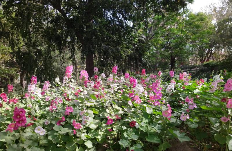 Rock garden, Patel Nagar