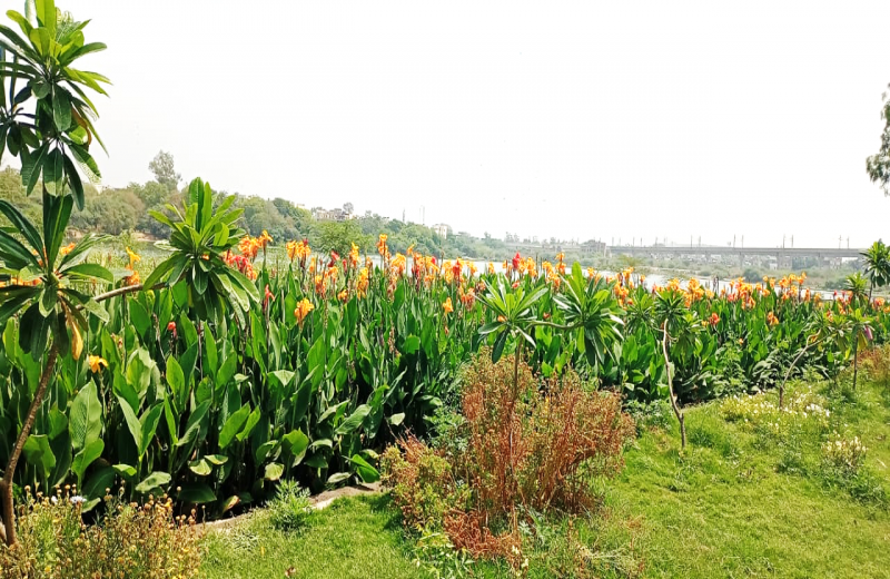 Constructed Wetland Based Wastewater Treatment Plant At Sanjay Lake