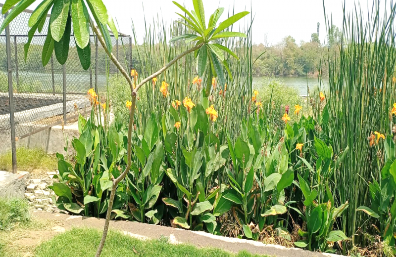 Constructed Wetland Based Wastewater Treatment Plant At Sanjay Lake